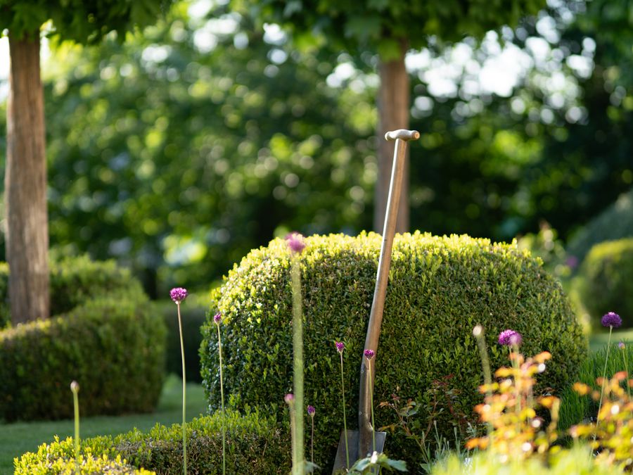 Landscaped garden with shaped hedges and planting