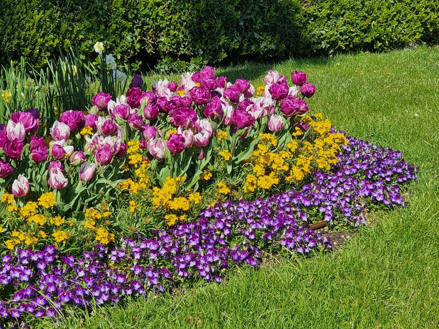 Colourful flower bed with tulips and seasonal planting